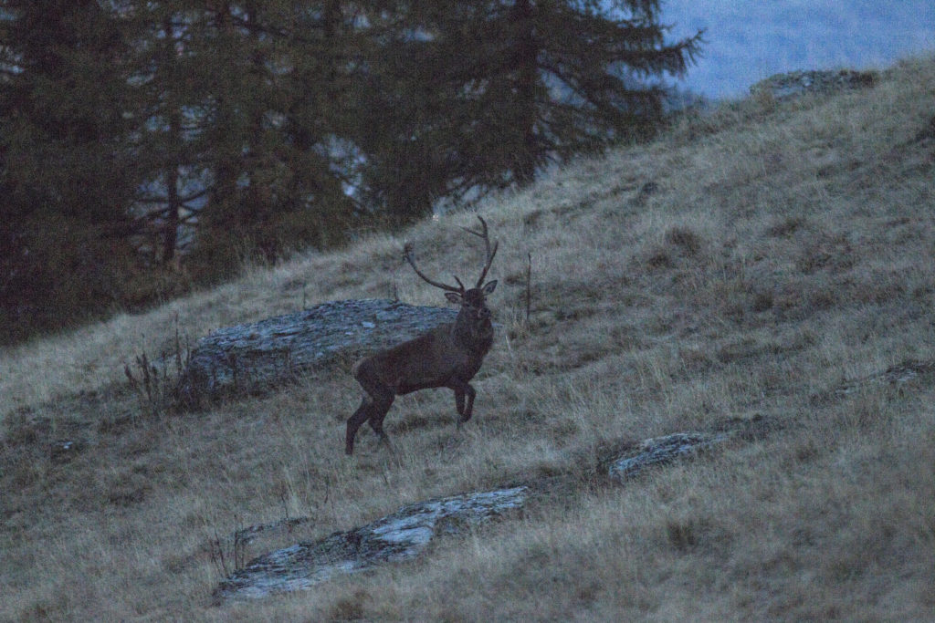 Cerf à Mandelon