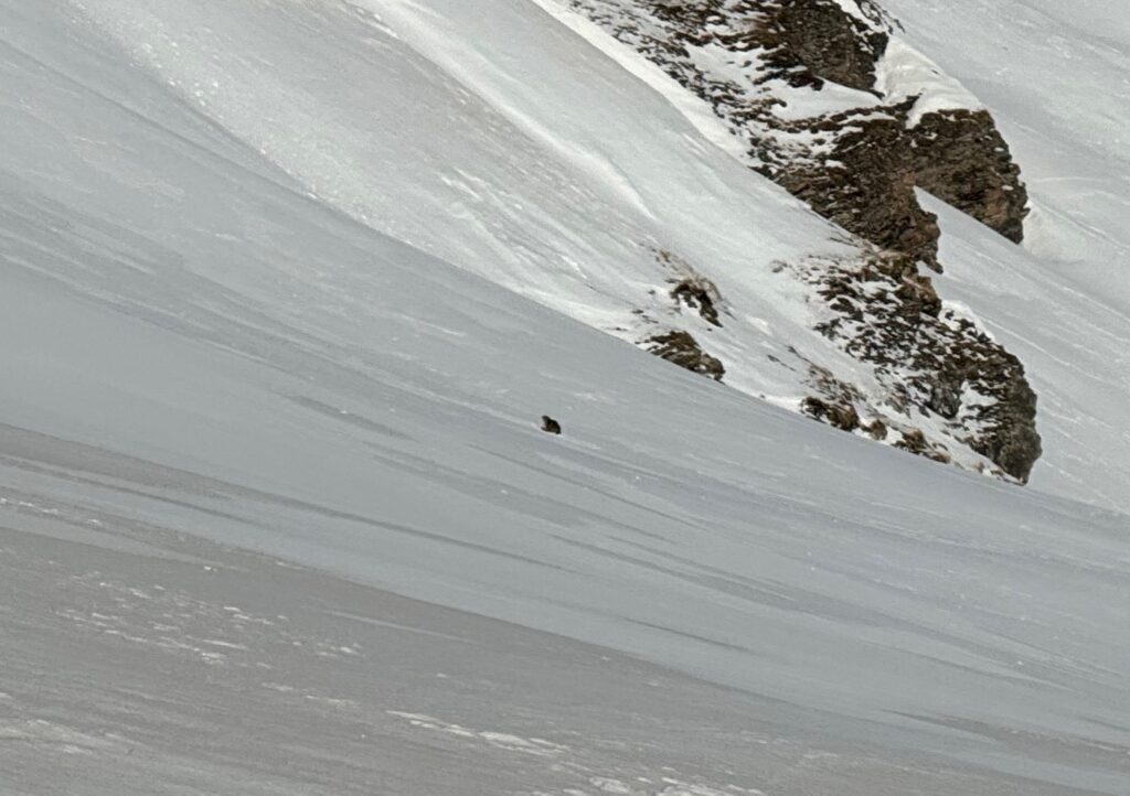 marmotte dans la neige