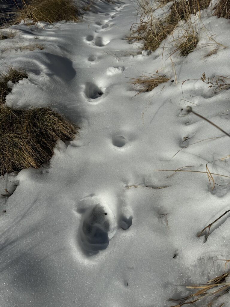 Foulée d'un loup dans la neige sur l'ancien bisse de Chervé