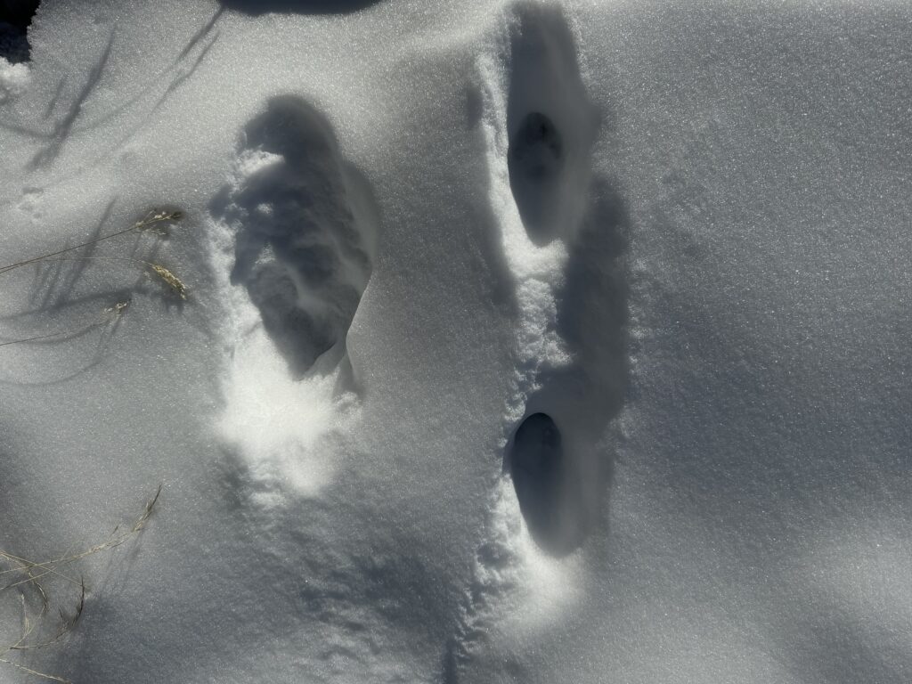 Empreintes d'un loup et d'un renard dans la neige