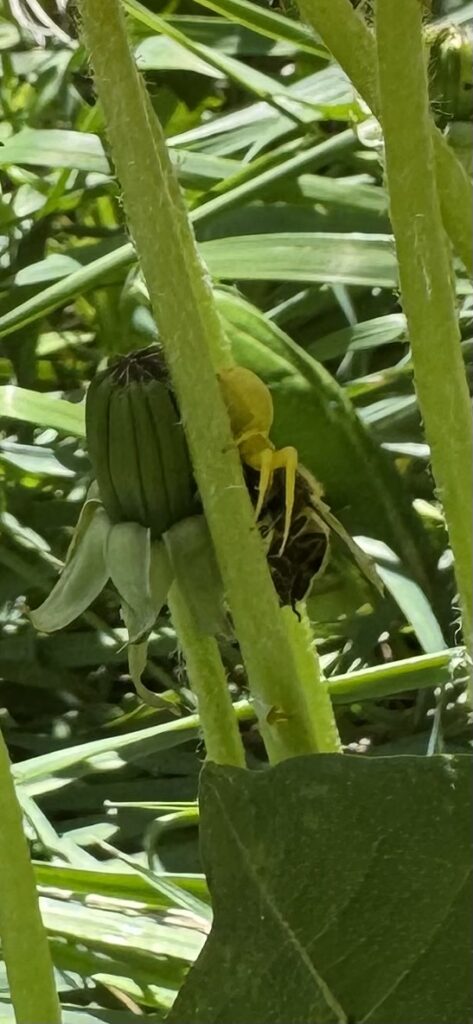 Araignée thomise replet avec proie