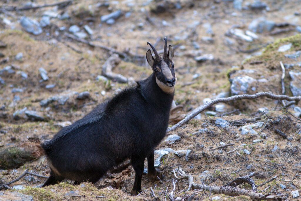 Chamois en rut, robe d'hiver