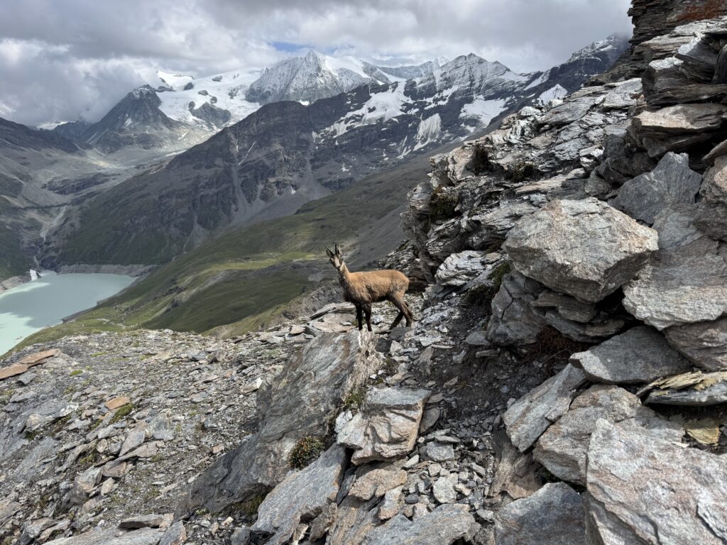 Chamois sur l'arrête du Bouc