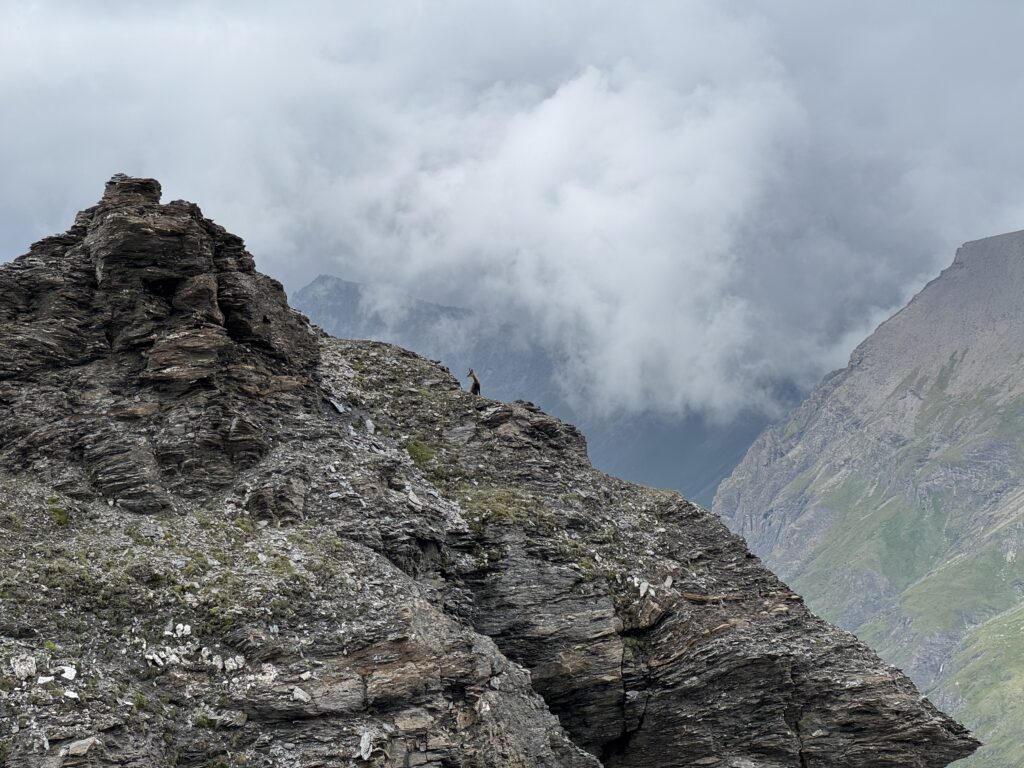 Chamois sur l'arrête du Bouc, val des Dix
