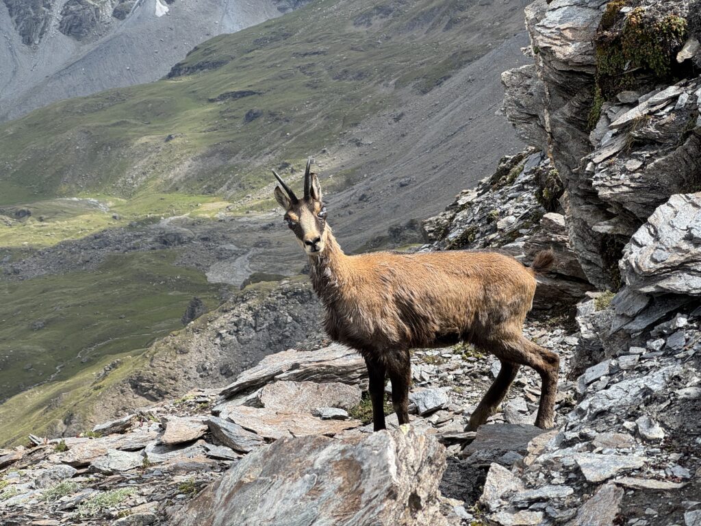 Kérato-conjonctivite du chamois