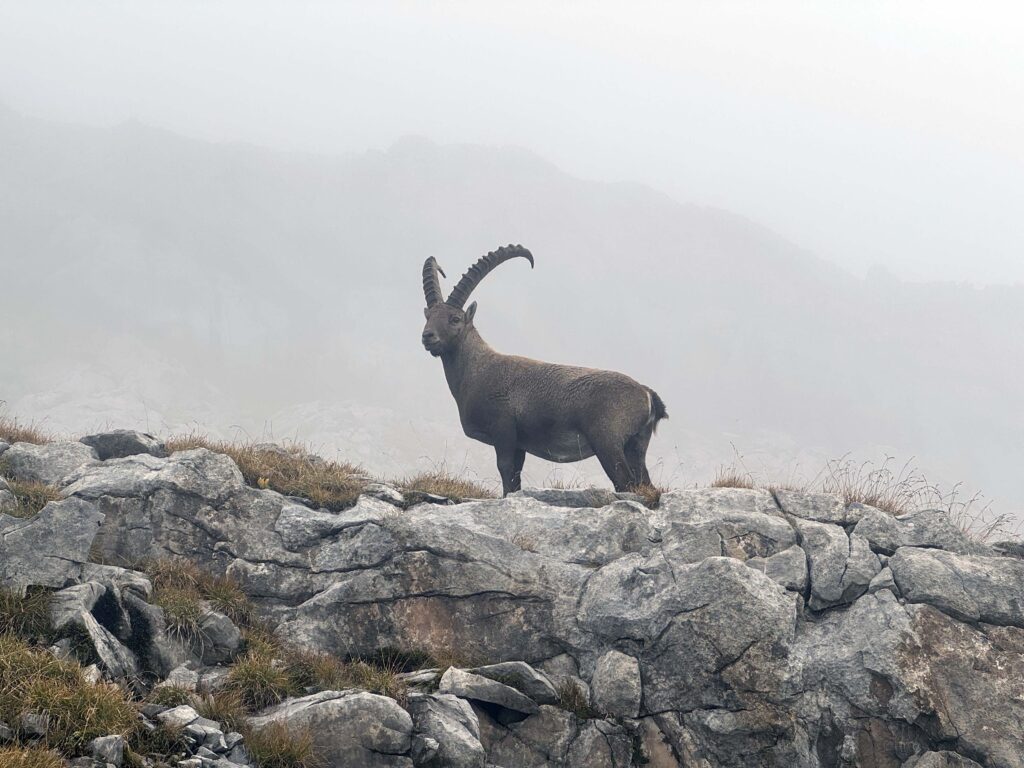 Beau bouc